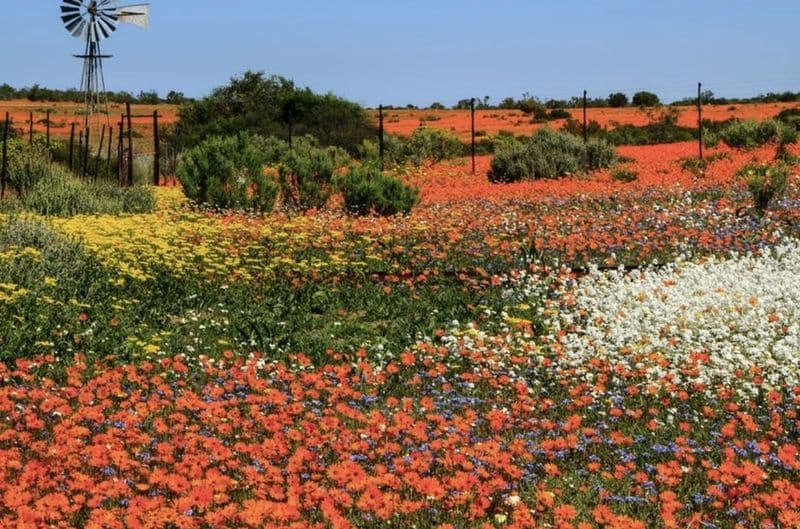 Namaqualand daisies