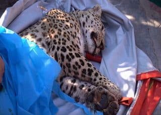 Rare leopard captured in north
