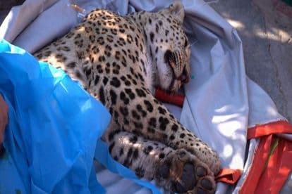 Rare leopard captured in north