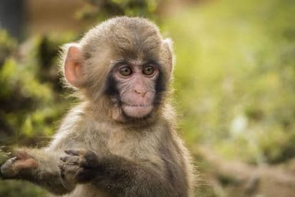 macaque monkeys