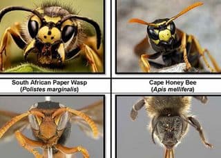 invasive species unit cape town wasp
