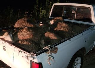 Two nabbed with thirty-five stolen sheep tied up and stacked on top of each other on bakkie