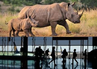 OR Tambo International Airport, rhino horns, smuggling, SARS
