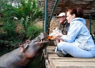 Jessica the hippo