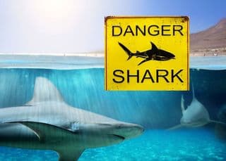 WARNING: Shark alert issued for Plettenberg Bay coastline