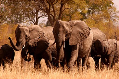 Elephants Hwange