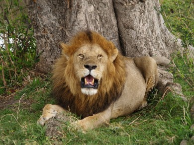lion africa