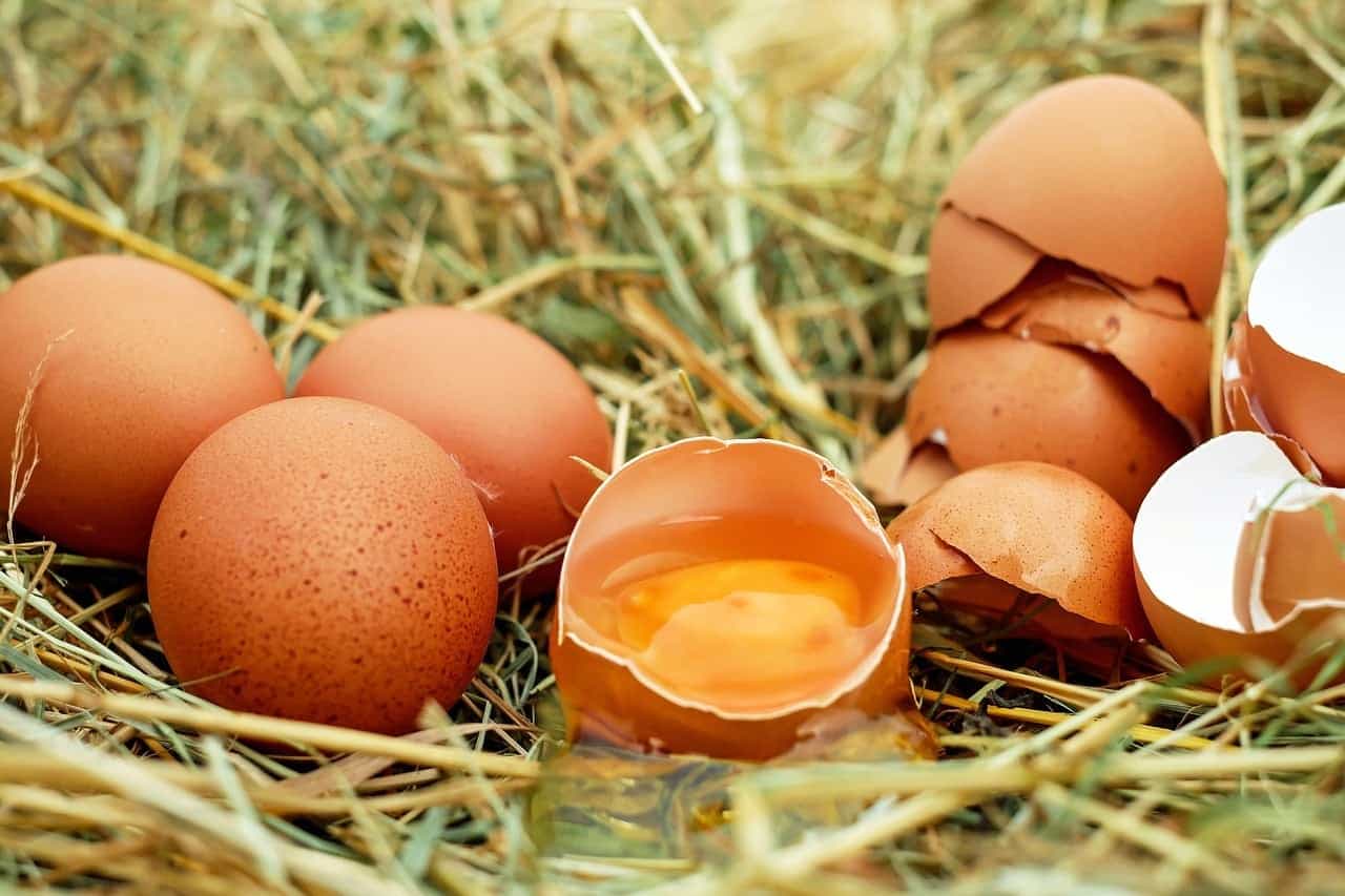 Bird flu spreads to Jobrug, egg shortage looming 